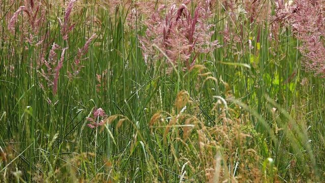 Festuca rubra is a species of grass known by the common name red fescue or creeping red fescue. It is widespread across much of the Northern Hemisphere and can tolerate many habitats and climates.