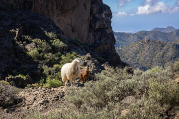 Mother sheep and lamb in the mountain landscape of Grand Canary Island, Spain
