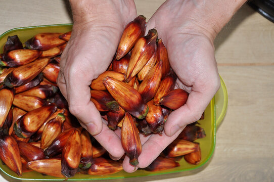  pinh&atilde;o vem de uma &aacute;rvore t&iacute;pica do Sul do pa&iacute;s. A pinha &eacute;, na realidade, o verdadeiro fruto da arauc&aacute;ria, onde o pinh&atilde;o se forma