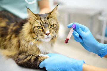 Two professional veterinarians take a blood for test of cat of the breed Maine Coon in veterinary clinic. Health of pet. Care of animal. Pet checkup, tests and vaccination in vet office. - 779750926