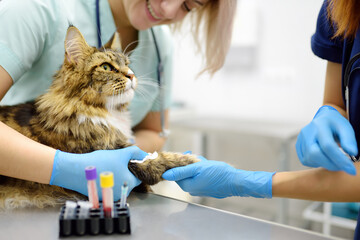 Two professional veterinarians take a blood for test of cat of the breed Maine Coon in veterinary clinic. Health of pet. Care of animal. Pet checkup, tests and vaccination in vet office. - 779751148