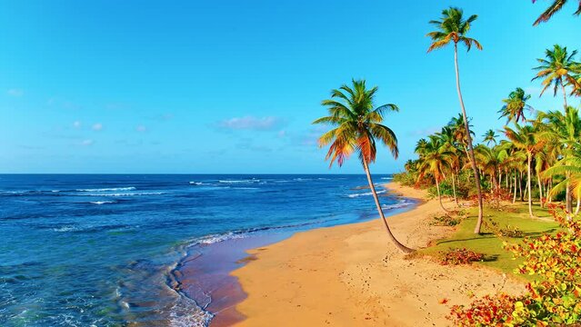 Bright coconut trees and azure Caribbean Sea under a blue sky. Amazing wild beach of the Dominican Island in the Atlantic Ocean. Calm waves on the sand. Palm Island Beach.