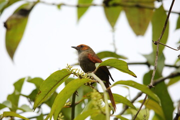 Obraz premium The red-faced spinetail (Cranioleuca erythrops) is a species of bird in the Furnariinae subfamily of the ovenbird family Furnariidae. This photo was taken in Ecuador.