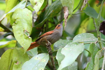 The red-faced spinetail (Cranioleuca erythrops) is a species of bird in the Furnariinae subfamily of the ovenbird family Furnariidae. This photo was taken in Ecuador.