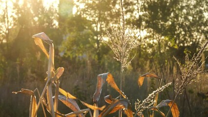 Maize (Zea mays Mays), corn, is cereal grain first domesticated by indigenous peoples in southern Mexico about 10,000 years ago.