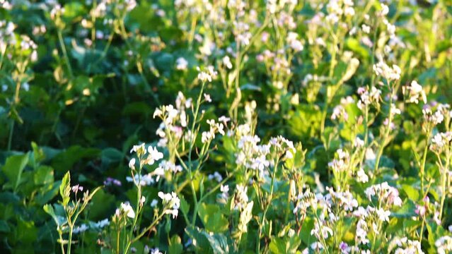 Kalepina is a Mediterranean genus of herbaceous plants of the Cabbage family (Brassicaceae). Includes a single species - Irregular Kalepina (Calepina irregularis).