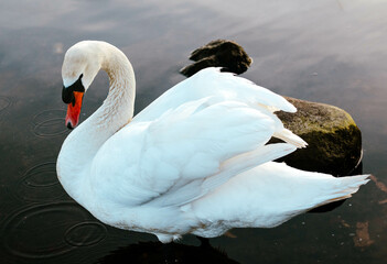 swans on the lake