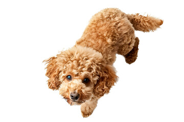 Top view cocker spaniel dog on wthie