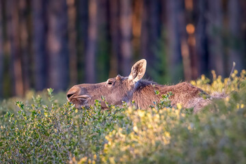 moose in the meadow, in chokeberry