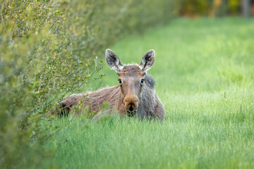moose in the meadow, in chokeberry