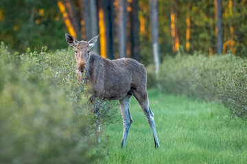 moose in the meadow, in chokeberry