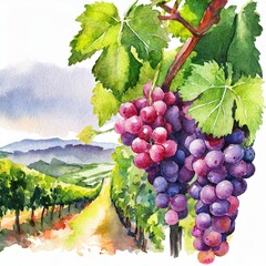 Upraw winogron ilustracja - obrazy, fototapety, plakaty