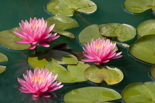 Pink and White Water Lily