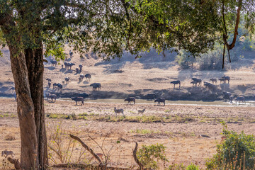African Buffalo (Syncerus caffer) crossing a  dry dusty hill surrounded by beautiful green bushes and trees, Kruger National Park, South Africa