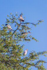 View of a yellow-billed stork (Mycteria ibis) sitting in a tree, Kruger National Park, South Africa