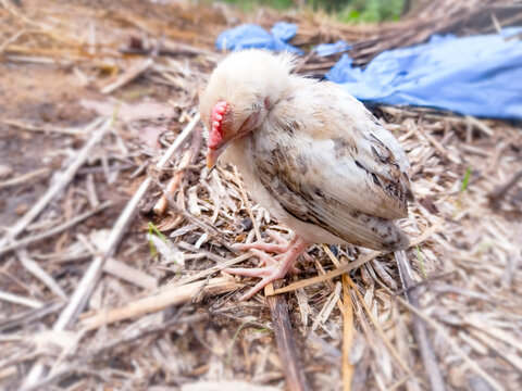 Chickens lying dead on the farm in farming. domestic bird disease, hen disease, sick chicken.