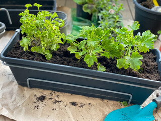 Planting of young balcony flowers in a flower pot, gardening equipment close up
