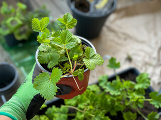 Flower pot with young Strawberry plant seedling in gardeners hand close up in balcony terrace garden