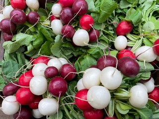 Multicolored red, purple and white fresh radishes at the market close up
