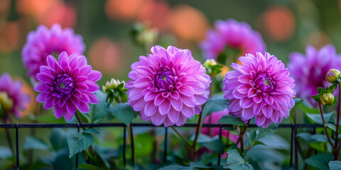 Obraz premium Vivid Purple Dahlias Blooming in a Lush Garden