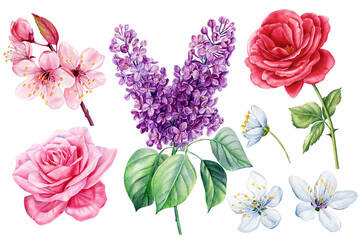 Beautiful spring Flora set. lilac, rose, sakura flower isolated background. Hand drawn watercolor botanical illustration