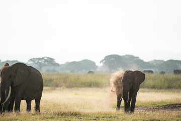 Elephants covering by sand dirt in Amboseli