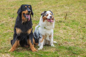 black and gold Hovie dog hovawart and male Australian Shepherd