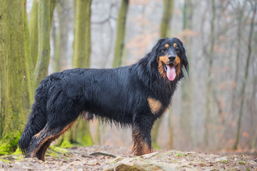 black and gold Hovie dog hovawart posing beautifully in the forest