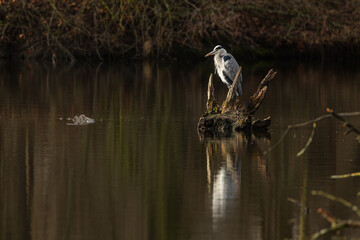 grey heron (Ardea cinerea) on the rotten remains of a tree