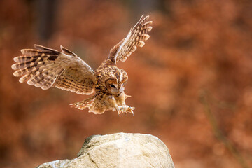 tawny owl (Strix aluco) wants to sit on a rock