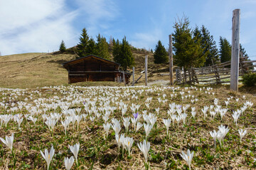 blühender Krokus im Frühjahr mit Berghütte