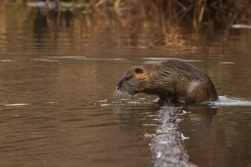 The nutria (Myocastor coypus) standing at the surface of the lake