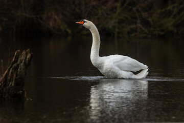 The mute swan (Cygnus olor) stretch on the water