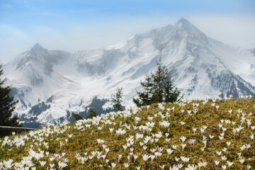 Bergszene mit Bergblumenwiese und schneebedecktem Berg