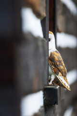 barn owl (Tyto alba) hiding behind the window sill