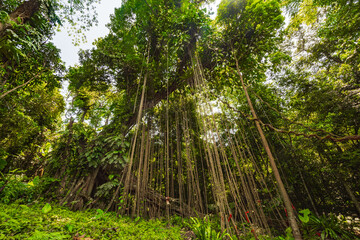 Thousand-year-old trees in the Baihualing tropical rain forest in Hainan, China