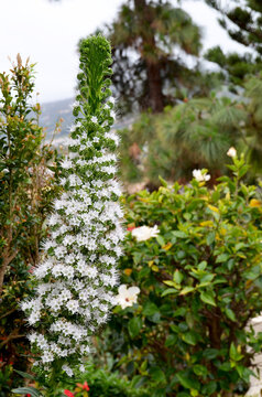 Echium simplex or White Tower of Jewells plant with beautiful flowers endemic to Tenerife in the garden.Selective focus.