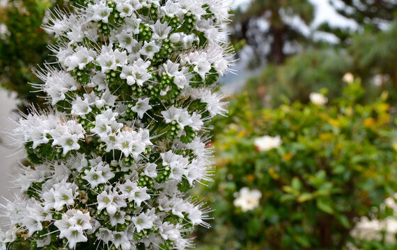 Echium simplex or White Tower of Jewells plant with beautiful flowers endemic to Tenerife in the garden.Selective focus.