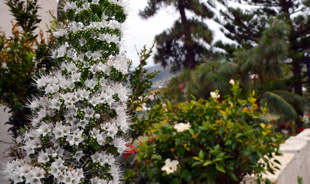 Echium simplex or White Tower of Jewells plant with beautiful flowers endemic to Tenerife in the garden.Selective focus.