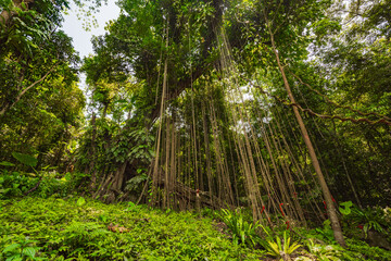 Thousand-year-old trees in the Baihualing tropical rain forest in Hainan, China