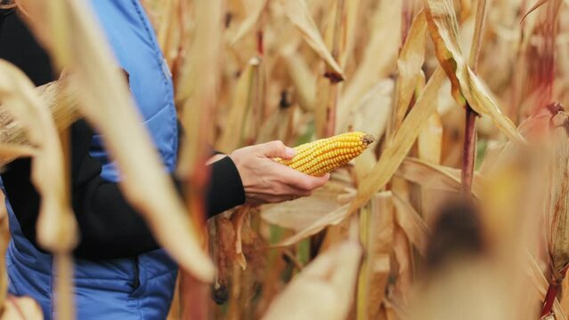 Side view of person in blue jacket holding ear of corn in hands. Bright yellow kernels partially covered by dried husks suggesting ready for harvest. Concept of worker and field.