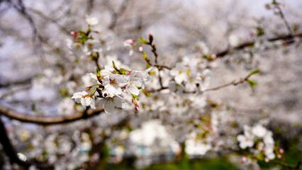 桜咲く