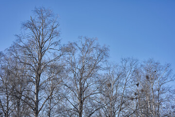 Images from a short morning walk in the cultural landscapes west of Lena, Toten, norway, a spring day of April 2024.