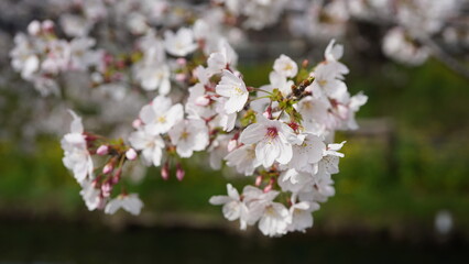 桜 満開