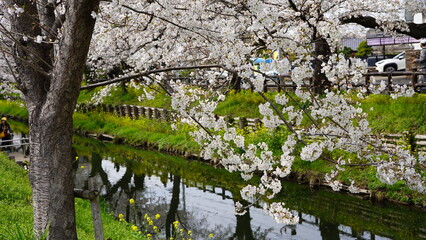 新河岸川と桜