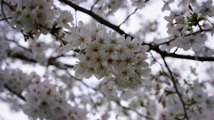 桜満開