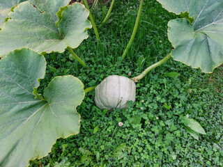 Green pumpkin growing in the garden  surrounded with grass and green leaves. Gardening and growing vegetables