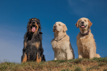 black and gold Hovie dog hovawart and two golden retrievers