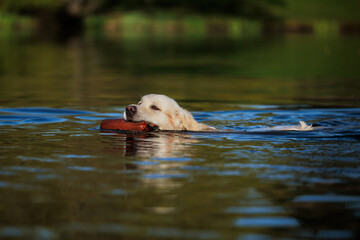 golden retrievers swims with the fetch to his master