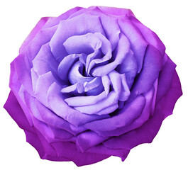 Purple  rose flower  on    isolated background. Closeup. For design.. Transparent background.   Nature. - 779773374